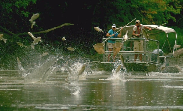 VIDEO: Count the carp!